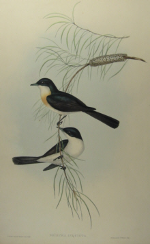 John Gould's Birds of Australia